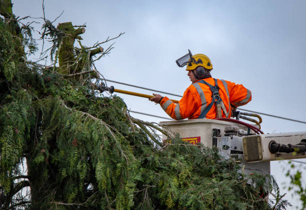 How Our Tree Care Process Works  in  Collinwood, TN